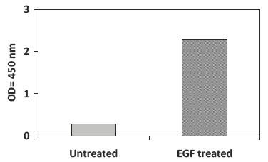 Recombinant-Human-EGF-Stimulation-of-A431-Cell-Lines