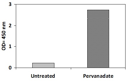 BTK Pervanadate Stimulation of Jurkat Cell Line