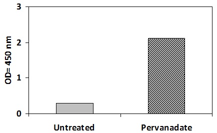 PEL-EphA4-Y Pervanadate Stimulation of Jurkat Cell Line