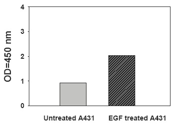 EphB3-Recombinant-Human-EGF-Stimulation-of-A431-Cell-Lines