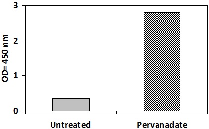 ROR2 Pervanadate Stimulation of Jurkat Cell Line