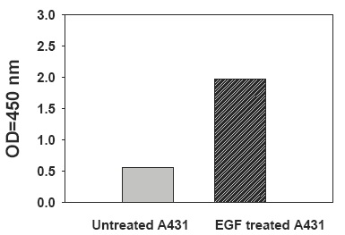 PEL-STAT5-Y-Recombinant-Human-EGF-Stimulation-of-A431-Cell-Lines