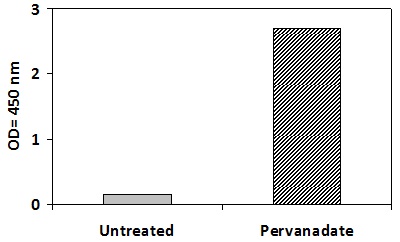 SYK Pervanadate Stimulation of Jurkat Cell Line