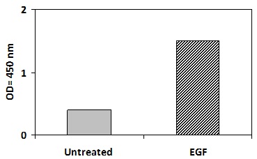 PEL-ErbB2-Y ELISA