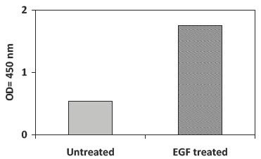 Recombinant-Human-EGF-Stimulation-of-A431-Cell-Lines