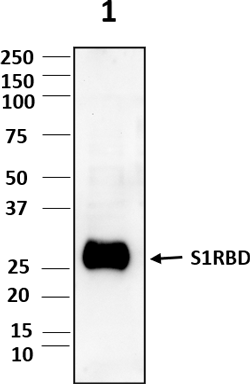 Western blot image