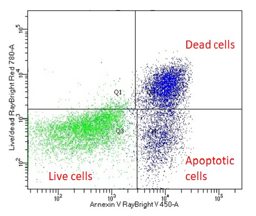 One million human PBMCs were stained with RayBright® Live R780 and RayBright® V450 Annexin V in 1x Annexin V Binding Buffer.