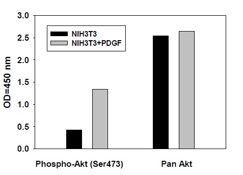 AKT (S473) - ELISA Kit