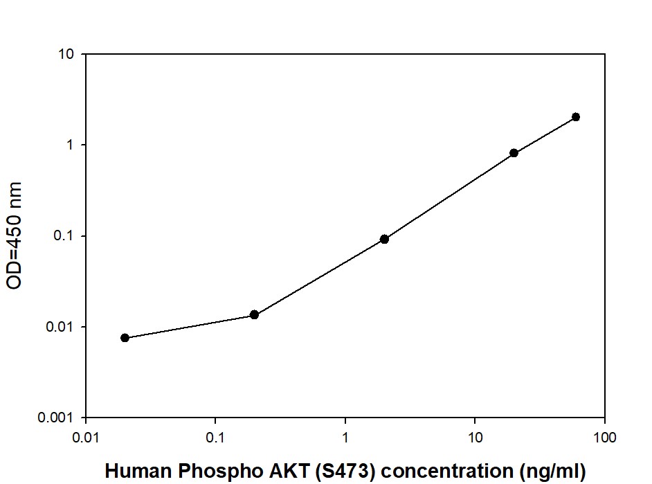 AKT (S473) - Positive Control