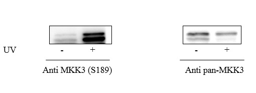 MKK3 (S189) - Western Blot