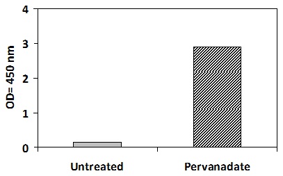 ROR1 Pervanadate Stimulation of Jurkat Cell Line