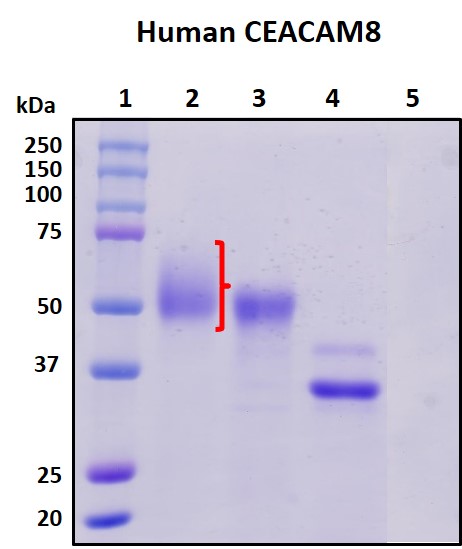 SDS-PAGE