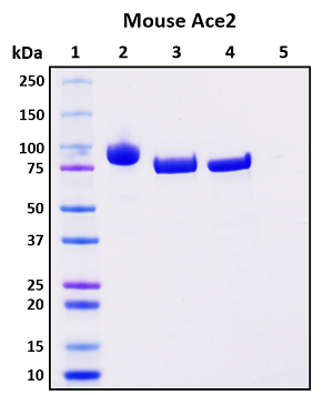 SDS-PAGE