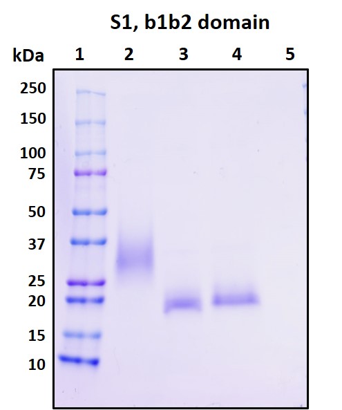SDS-PAGE