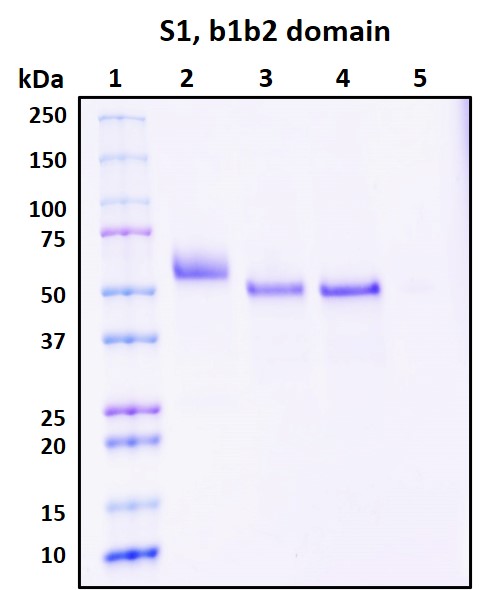 SDS-PAGE