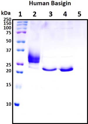 SDS-PAGE