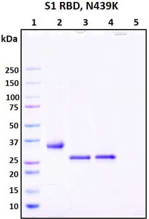 SDS-PAGE