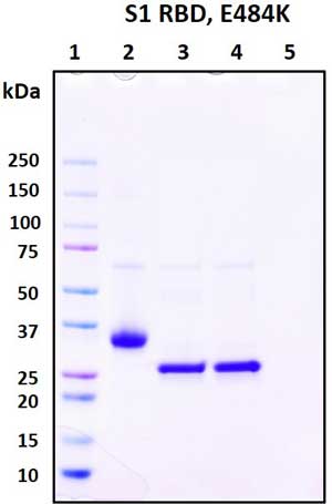 SDS-PAGE