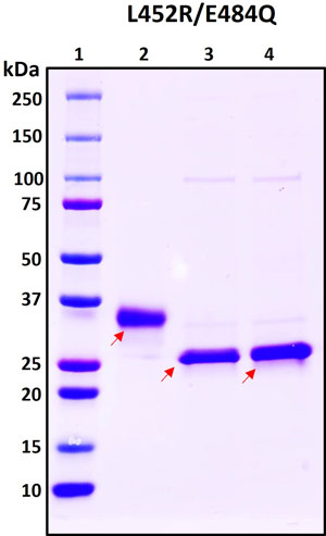 SDS-PAGE