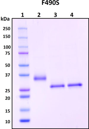 SDS-PAGE