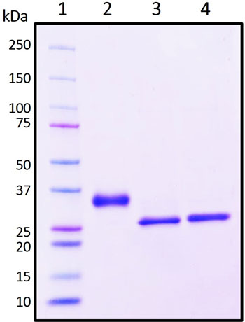 SDS-PAGE