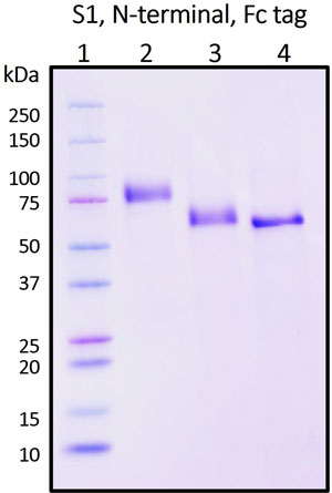 SDS-PAGE