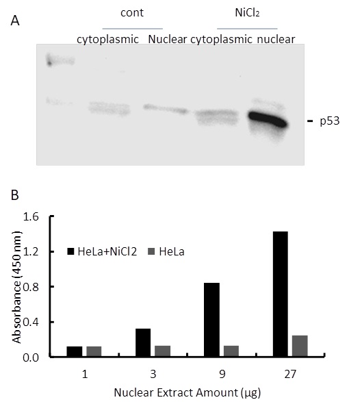 Transcription factor assay of p53 from nuclear extracts of HeLa cells or HeLa cells treated with NiCl2. After stimulation activated p53 binds with its corresponding DNA. A. Western-blot result of p53 from cytoplasm and nuclear fractions. B. Transcription factor assay of p53 from nuclear fractions with RayBio p53 TF-Activity Assay Kit 