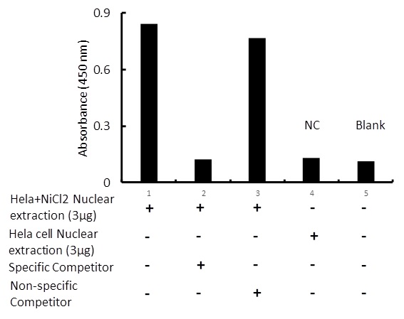Transcription factor assay of p53 from nuclear extracts of HeLa cells or HeLa cells treated with NiCl2 with the specific competitor or non-specific competitor. The result shows specific binding of p53 to the p53 DNA binding site.