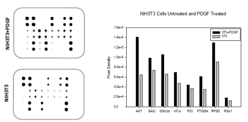 AKT Pathway Array Typical Data