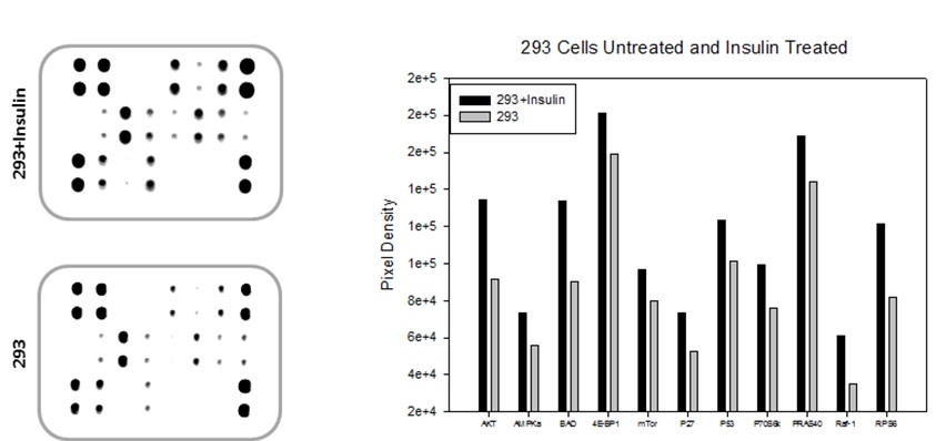 AKT Pathway Array Typical Data