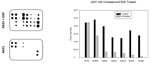 A431 cells were grown to 80% confluency and then serum starved overnight. Cells were either untreated (bottom panel) or treated (top panel) with EGF for 20 minutes. Data shown are from a 20 second exposure using a chemiluminescence imaging system.