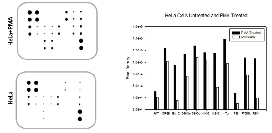 MAPK Phosphorylation Array Typical Data