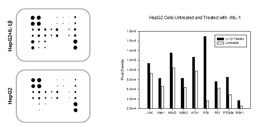 MAPK Phosphorylation Array Typical Data