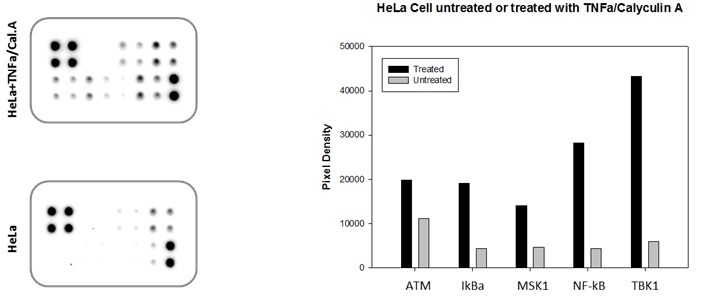 NF-kB Pathway Phosphorylation Array Typical Data