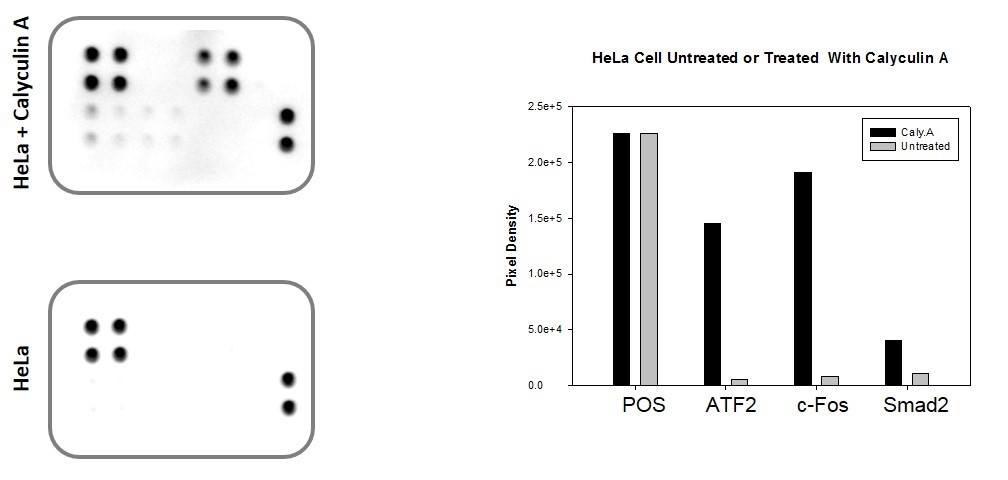 TGF beta Phosphorylation Array Typical Data