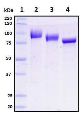 SDS-PAGE