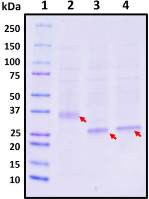SDS-PAGE image