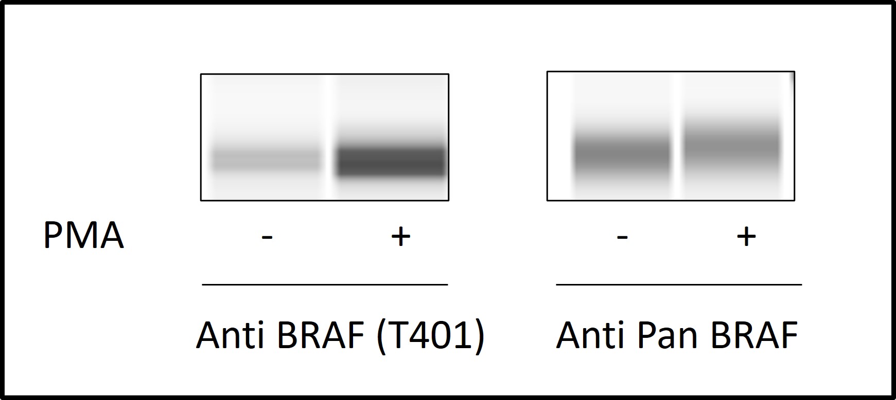 BRAF (T401) - Western Blot