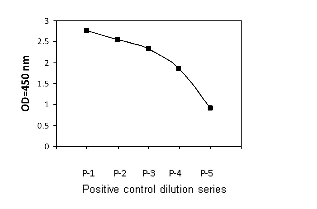 HCK - Positive Control