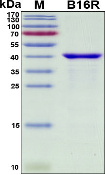 SDS-PAGE