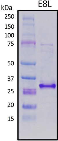SDS-PAGE
