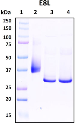 SDS-PAGE