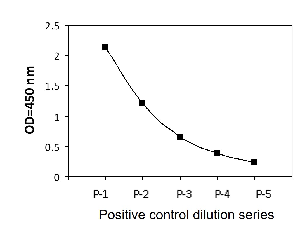 CHK1 (Ser296) - Positive Control