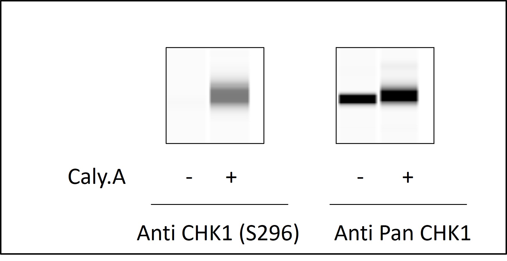 CHK1 (Ser296) - Western Blot