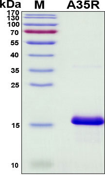 SDS-PAGE