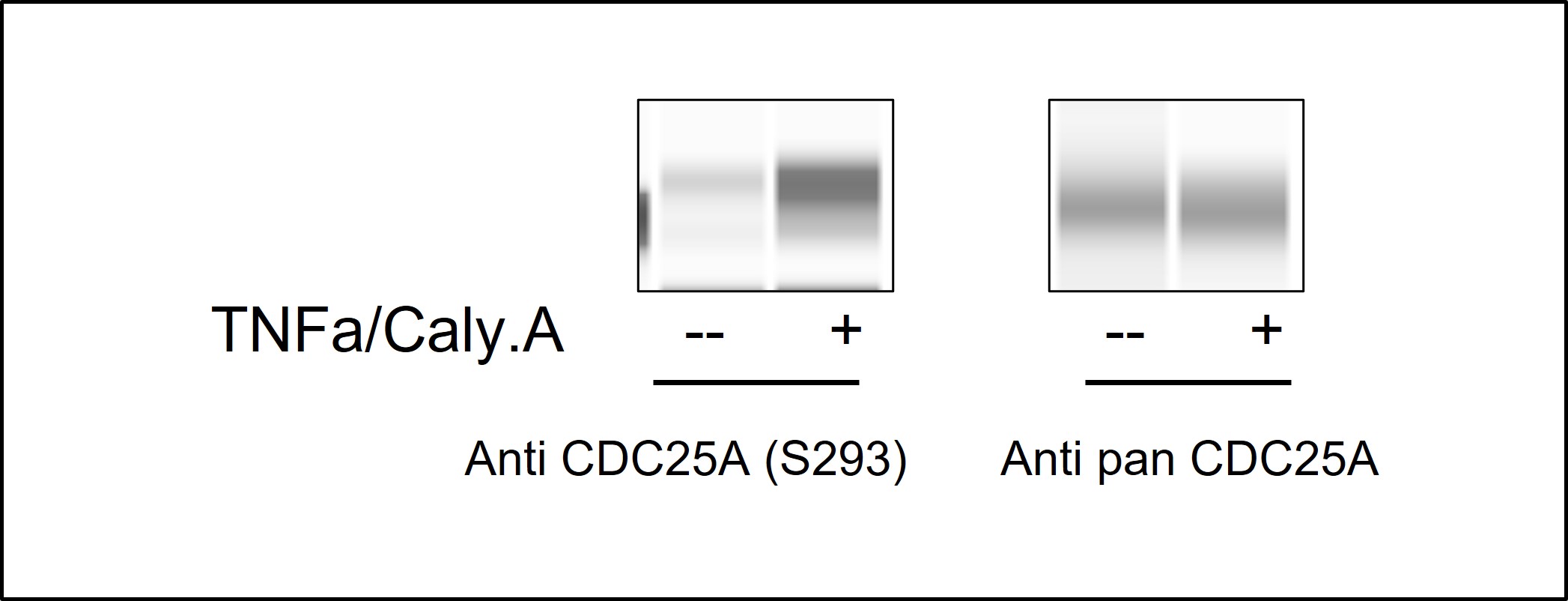 Western blot