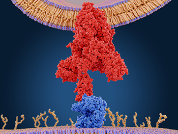 Binding Assays Binding Assays