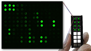 Glass Slide Antibody Arrays Glass Slide Antibody Arrays