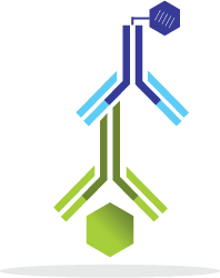 Indirect ELISA Indirect ELISA