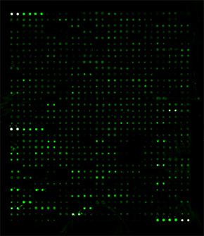 Label-Based Antibody Arrays Label-Based Antibody Arrays